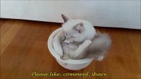 Cat prefers sitting in bowls to cardboard boxes