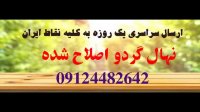 بهترین نهال گردو چندلر 09123205271