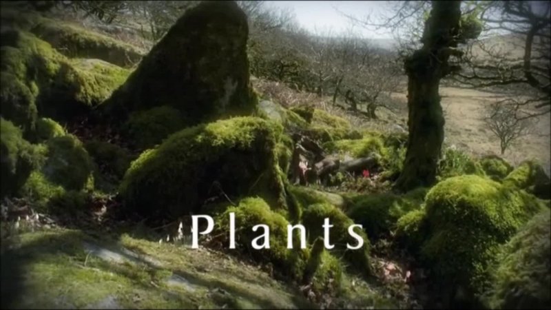 Bbc Life Plants Video Worksheet Answers