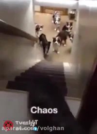 تربیت و فروش سگ گارد و سگ نگهبان - دهکده حیوانات