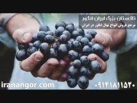 فروش نهال انگور (6) در تاکستان ایران انگور 09141811520