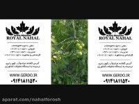 نهال گردو اسرائیلی,گردو اسراییلی,گردو اسراعیلی 09141811520