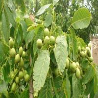 خرید گردو پکان دیرگل  09197722261