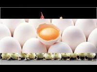 فروش جوجه اجداد