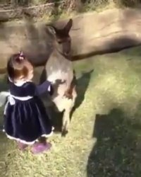 دوستی با کانگوروها