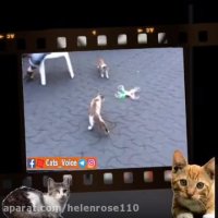 سر كار گذاشتن حیوانات محله