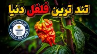 فلفل رکورد شکن پر از آتش که توانسته در کتاب گینس به ثبت برسد!