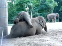 بچه فیل مامانشو کلافه میکنه