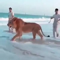 پول داشته باشی لازم نیست بری آفریقا٬ آفریقا رو میاری دوبی!