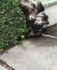 موش درختی به همراه بچه هاش در خیابان