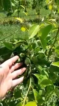 باردهی نهال گلابی پایه رویشی