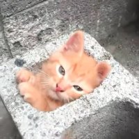 خونه بتونی این گربه