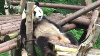 Umm, What Is This Panda's Leg Grinding Against?