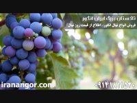 فروش نهال انگور (1) در تاکستان ایران انگور 09141811520