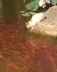 مصداق واقعی چاه نکن بهر کسی