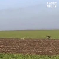 شکار وشکارچی