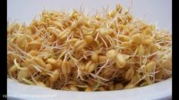 خواص انواع جوانه ( ماش، گندم و شبدر )