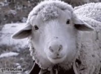 وقتی یهو عید قربان یادت میاد