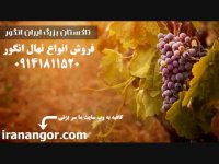 فروش نهال انگور (11) در تاکستان ایران انگور 09141811520