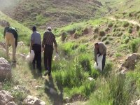 جمع اوری گیاهان دارویی خودرو در ارتفاعات مازندران