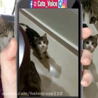 واگذارى گربه زیباو مظلومى كه بایه پاى قطع شده رها كردند