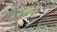 1.Pandas fight over toy 2.Pandas surround nanny 3. Panda's curious about camera
