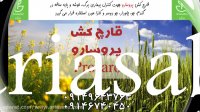 قارچ کش فوق العاده تاثیرگذار پروسارو ویژه محصولات کلزا گندم و جو | Prosaro