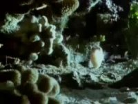 شکار ماهی بادکنکی توسط مار ماهی