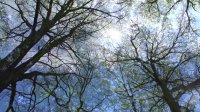 Time Lapse Of Growing Trees/ Plants in the Spring Forest /The Magic Of Nature