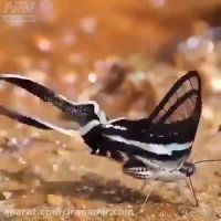 #شگفتیهای_آفرینش