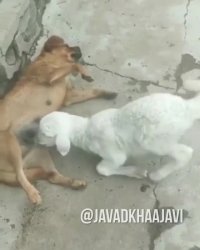 گوسفند باشیم یا نباشم