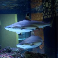 آکواریوم های مرجانی کوسه ایران کورال: