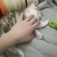 گربه ی خوابالو