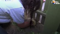Opossum Mom And Babies INCREDIBLE Rescue From Fence | The Dodo