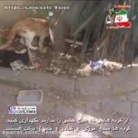 گربه ها منبع انرژى  خیر و بركت و شادى هستند.