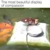 اردک مهربان