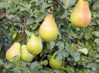 فروش درخت گلابی بیروتی 09124482642