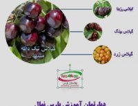 فروش نهال گیلاس - نهالستان پارس-09152157465