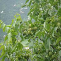 خرید نهال گردوی چندلر اصلاح شده 09121270623