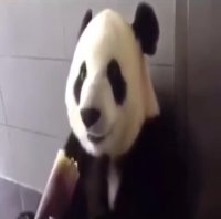 دپرس شدن پاندا در هنگام غذا خوردن!