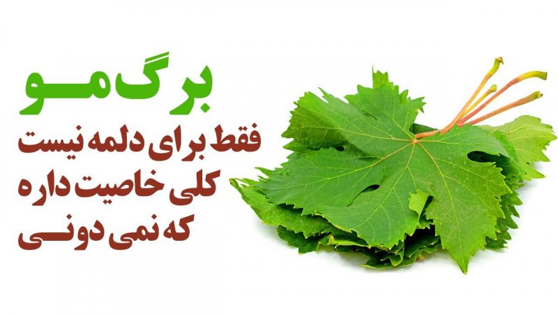 برگ مو فقط برای دلمه نیست کلی خاصیت داره که نمی دونی