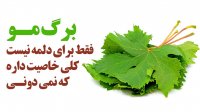 برگ مو فقط برای دلمه نیست کلی خاصیت داره که نمی دونی