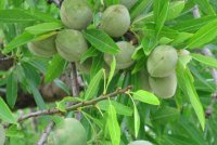 قیمت درخت بادام تونو خوشه ای 09120398416