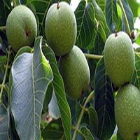 قیمت نهال گردو پدرو زود بازده  09121270623