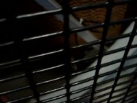 POLAR COOL 48" EVAPORATIVE COOLING UNIT