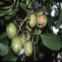 نهال گردو پدرو  09121270623