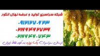 نهال انگور ریش بابا 09121270623 – فروش نهال انگور – خرید نهال انگور – قیمت نهال انگور