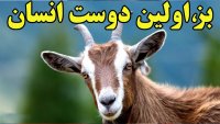 تاریخچه حضور بز در روی زمین و کمک به بقای انسان ها