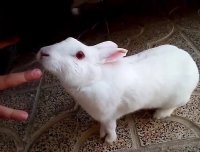 بِلِر(توضیحات رو بخونید لطفا)