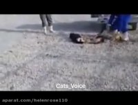 افشاى پشت پرده جنایات شهردارى وكشتارسگهاى بیگناه٩٦/٦/٣٠